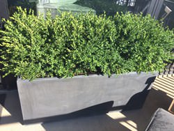 Dark patina zinc planters with flowers on a balcony